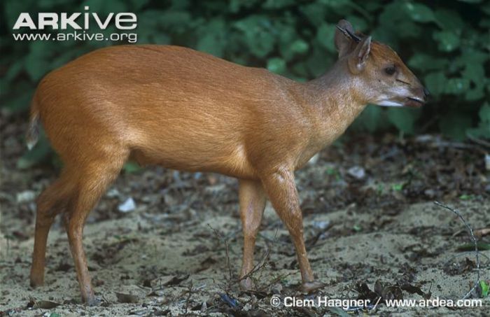 Natal-duiker (1) - x69-Antilopa rosie de padure