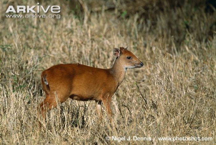 Natal-duiker-in-grass - x69-Antilopa rosie de padure