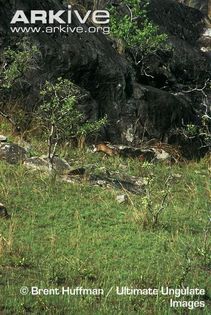 Peters-duiker-walking-through-habitat - x69-Antilopa rosie de padure