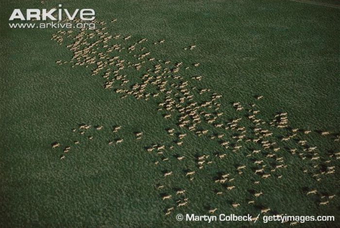 Aerial-view-of-Russian-saiga-antelope-migration - x70-Antilopa saiga