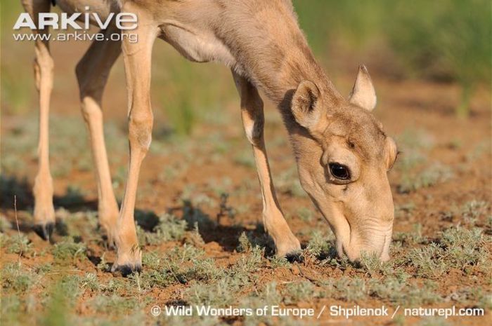 Female-saiga-antelope-feeding