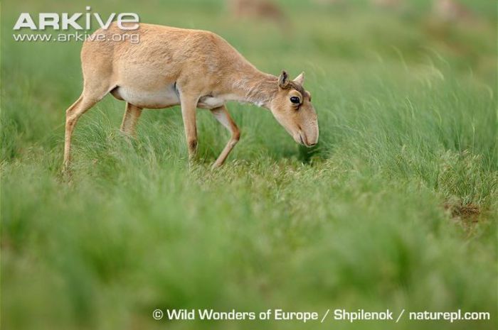 Female-saiga-antelope-grazing - x70-Antilopa saiga