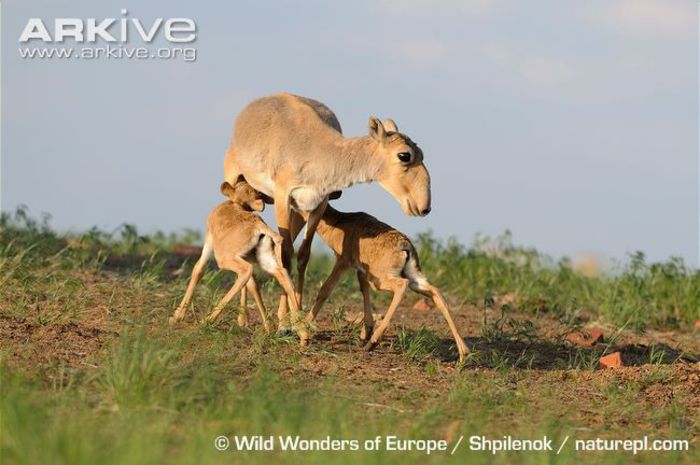 Female-saiga-antelope-with-two-calves-suckling
