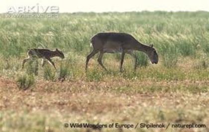 images - x70-Antilopa saiga