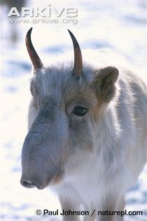 Immature-male-saiga-antelope-in-winter-coat - x70-Antilopa saiga