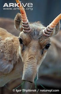 Male-saiga-antelope - x70-Antilopa saiga