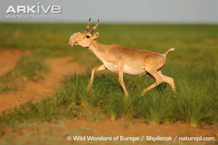 Male-saiga-antelope-running