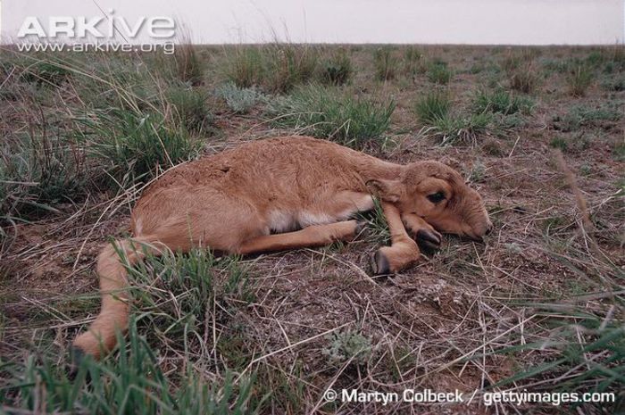 Newborn-Russian-saiga-antelope-lying-on-ground - x70-Antilopa saiga