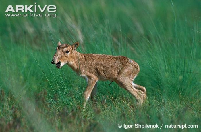 Newborn-saiga-antelope-calf - x70-Antilopa saiga