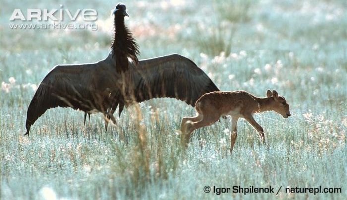 Saiga-antelope-calf-being-threatened-by-demoiselle-crane-defending-nest - x70-Antilopa saiga