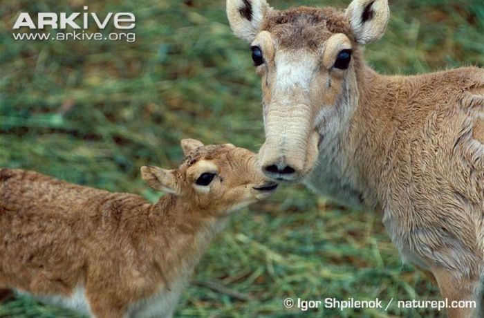 Saiga-antelope-calf-with-adult-female - x70-Antilopa saiga