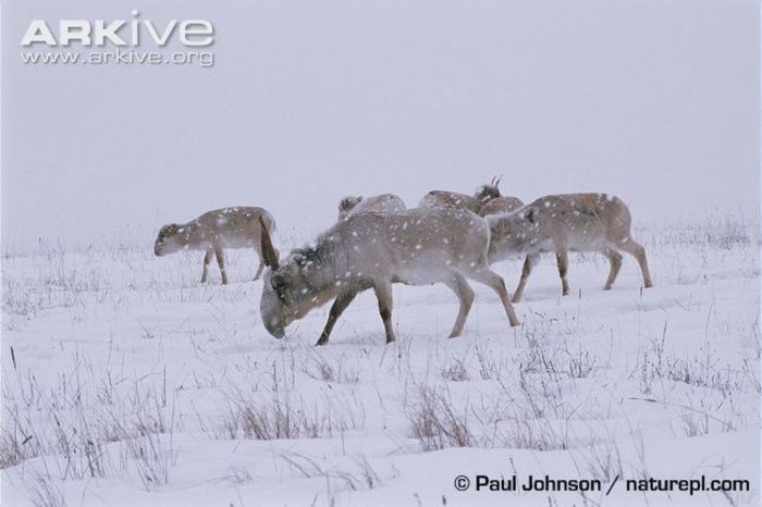 Small-herd-of-saiga-antelope-in-snow-storm - x70-Antilopa saiga