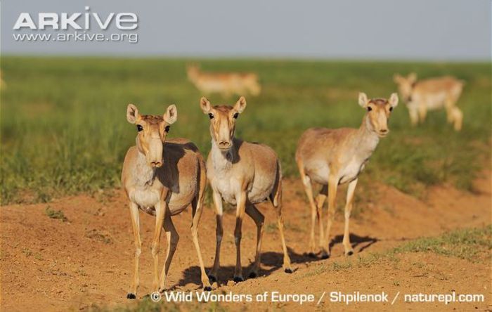 Three-saiga-antelope-females - x70-Antilopa saiga