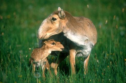 tumblr_lfjl4hmDI11qdwxido1_500 - x70-Antilopa saiga