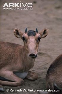 Young-male-Russian-saiga-antelope