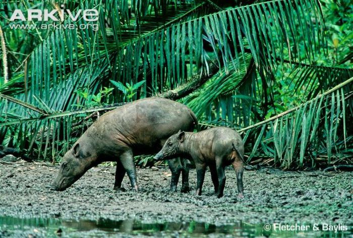 Adult-Sulawesi-babirusa-with-young - x71-Babirusa