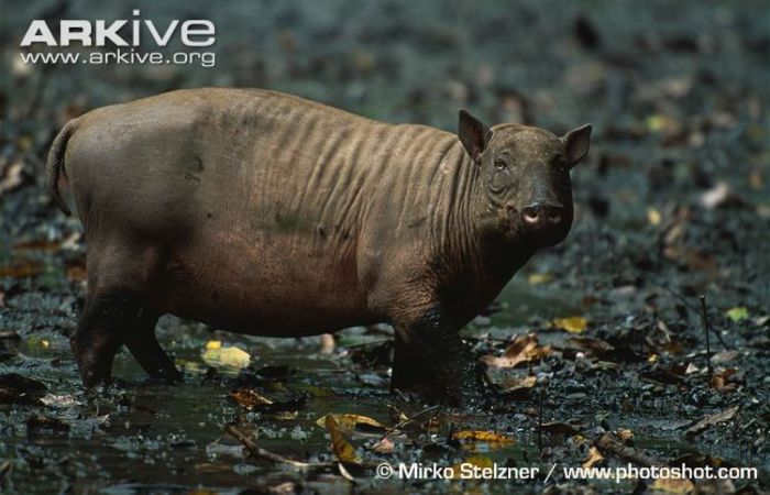 Female-Sulawesi-babirusa (1) - x71-Babirusa