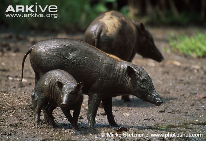 Female-Sulawesi-babirusa-with-young (1) - x71-Babirusa