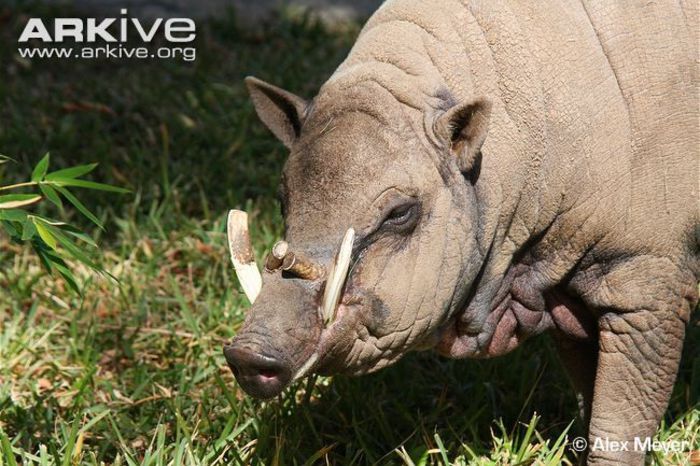 hairy-babirusa-facial-profile - x71-Babirusa