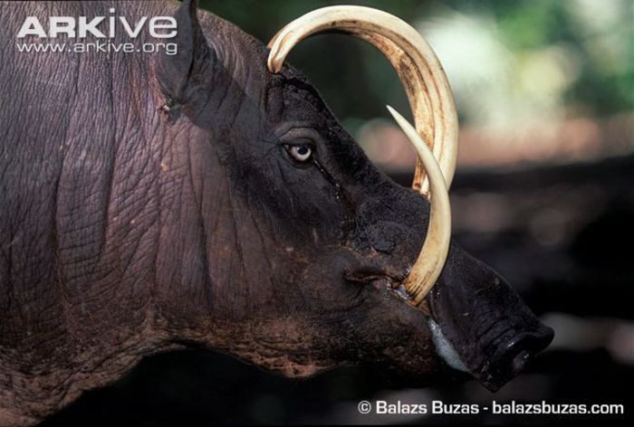 Hairy-babirusa-portrait - x71-Babirusa