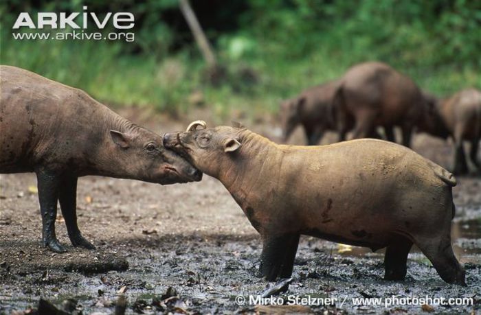 Male-and-female-Sulawesi-babirusa - x71-Babirusa