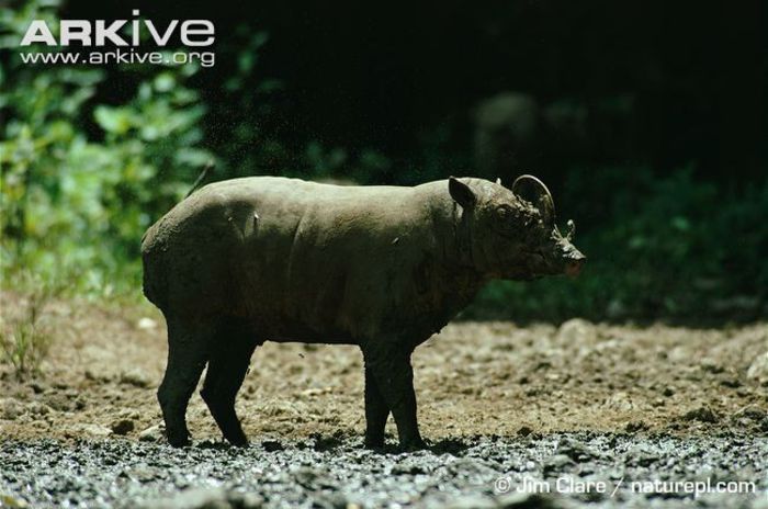 Male-Sulawesi-babirusa-at-wallow-surrounded-by-flies
