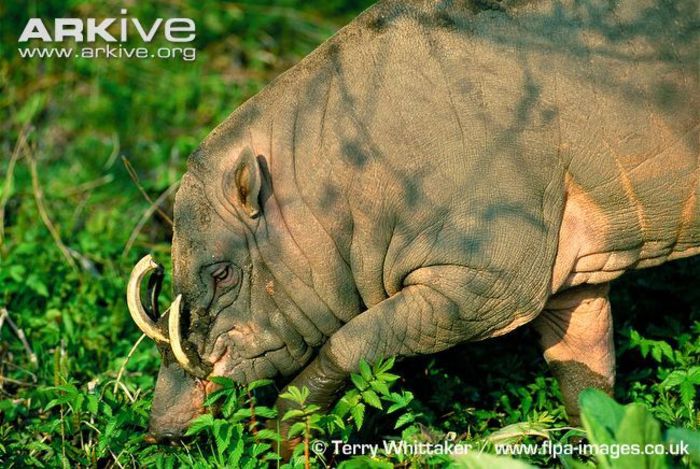 Male-Sulawesi-babirusa-foraging-in-undergrowth - x71-Babirusa