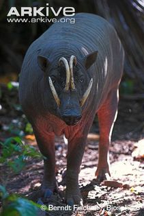 Male-Sulawesi-babirusa-front-view