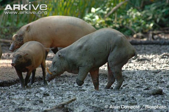 Male-Sulawesi-babirusa-leg-injured-by-snare