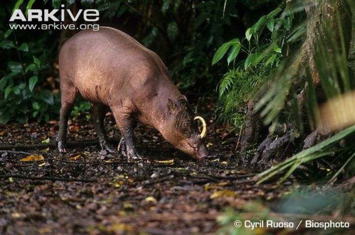 Male-Sulawesi-babirusa-searching-for-food - x71-Babirusa