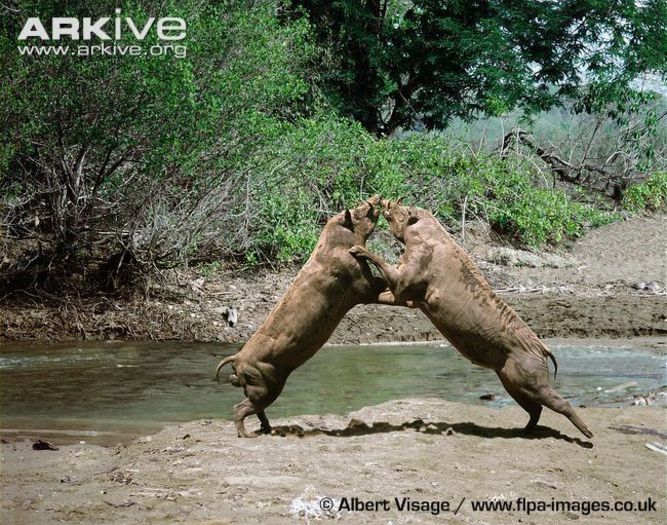 Male-Sulawesi-babirusas-fighting - x71-Babirusa