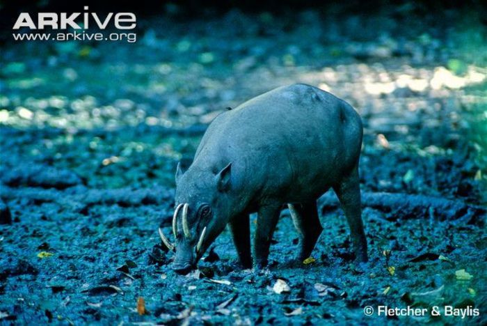 Sulawesi-babirusa-at-a-saltlick - x71-Babirusa