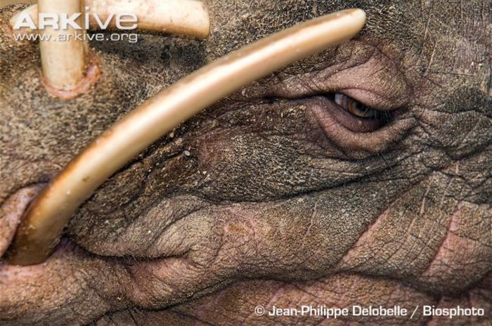 Sulawesi-babirusa-close-up-captive - x71-Babirusa