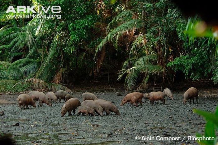 Sulawesi-babirusa-herd-at-salt-lick - x71-Babirusa