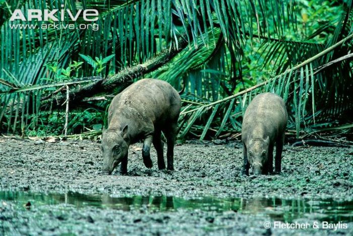 Sulawesi-babirusas-at-a-saltlick-in-lowland-rainforest - x71-Babirusa