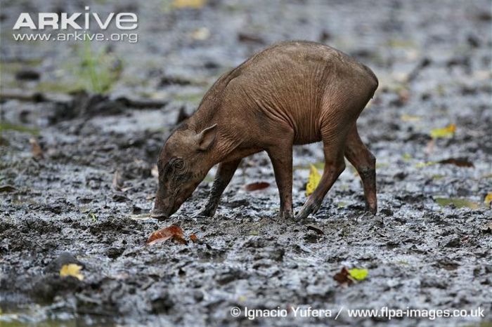 Young-Sulawesi-babirusa-walking-in-mud-at-salt-lick - x71-Babirusa