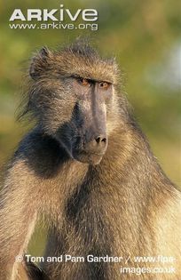Adult-male-southern-chacma-baboon-portrait - x72-Babuinul chacma