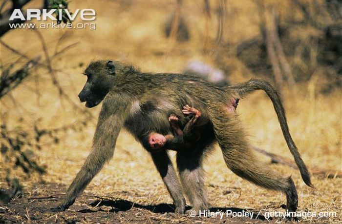 Female-grey-footed-chacma-baboon-walking-and-carrying-young - x72-Babuinul chacma