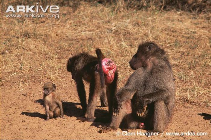 Female-southern-chacma-baboon-in-oestrus-presenting-to-male