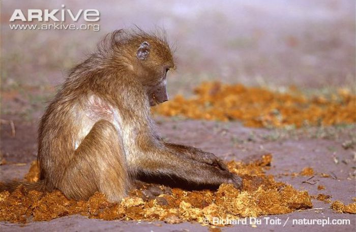 Grey-footed-chacma-baboon-foraging-in-elephant-dung - x72-Babuinul chacma