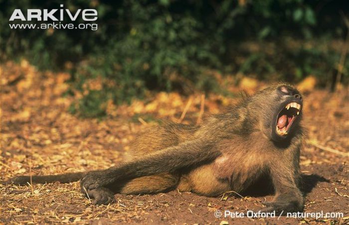 Grey-footed-chacma-baboon-lying-on-ground-yawning - x72-Babuinul chacma