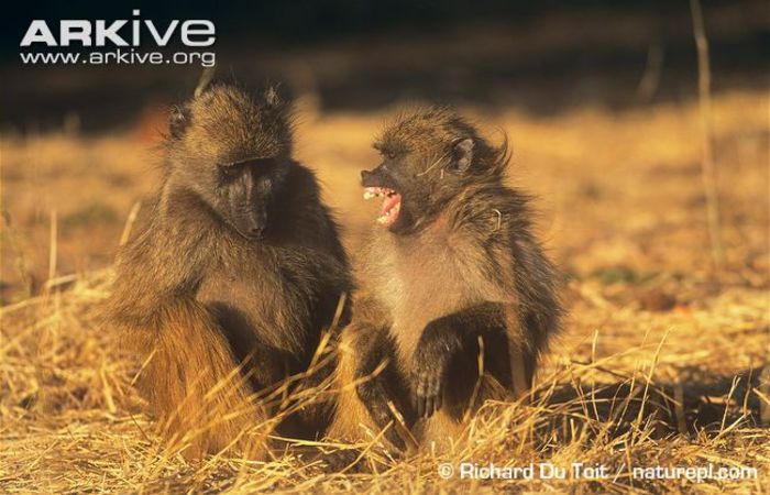 Grey-footed-chacma-baboon-showing-submissive-behaviour - x72-Babuinul chacma