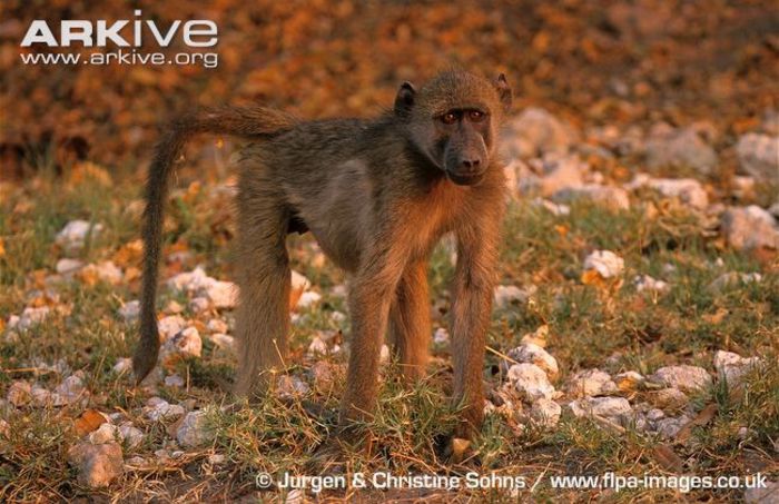 Juvenile-grey-footed-chacma-baboon - x72-Babuinul chacma