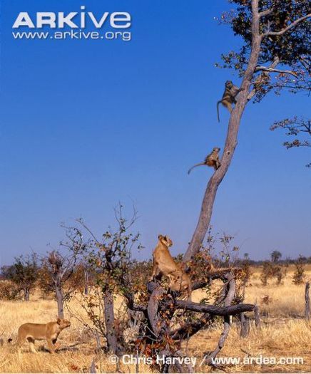 Lion-chasing-grey-footed-chacma-baboons-up-a-mopani-tree - x72-Babuinul chacma