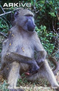 Male-southern-chacma-baboon