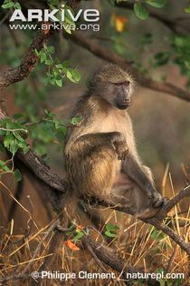 Southern-chacma-baboon-at-look-out-tree - x72-Babuinul chacma