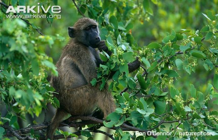 Southern-chacma-baboon-feeding-in-tree
