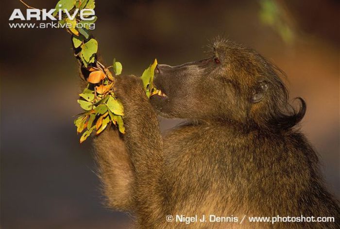 Southern-chacma-baboon-feeding-on-mopane-leaves - x72-Babuinul chacma