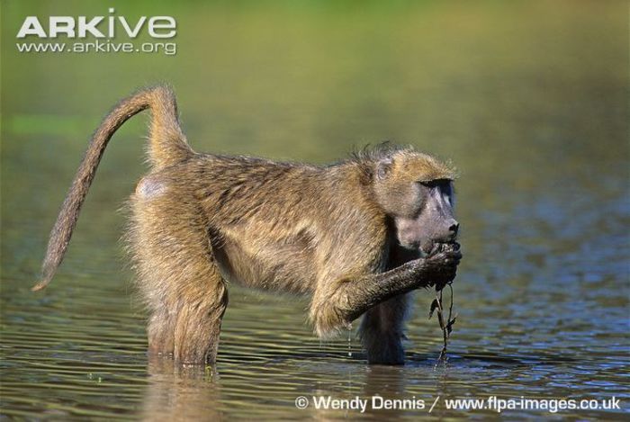Southern-chacma-baboon-feeding-on-waterlily-tubers - x72-Babuinul chacma