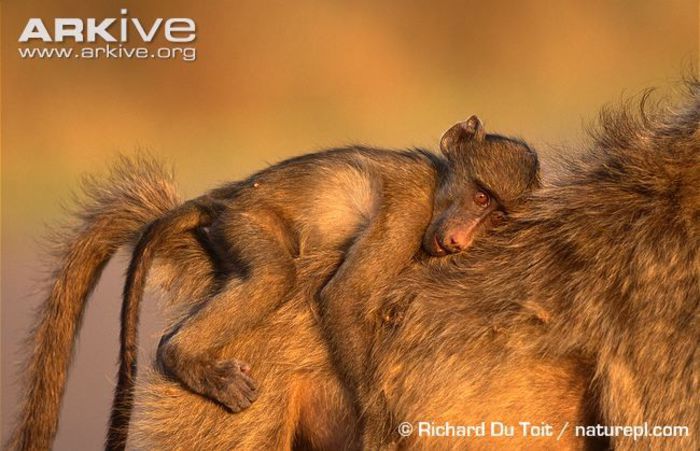 Southern-chacma-baboon-infant-riding-on-mothers-back - x72-Babuinul chacma